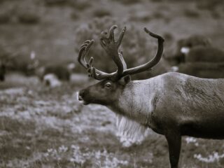 Fyra samebyar stämmer staten om rätten till upplåtelse av jakt och fiske
